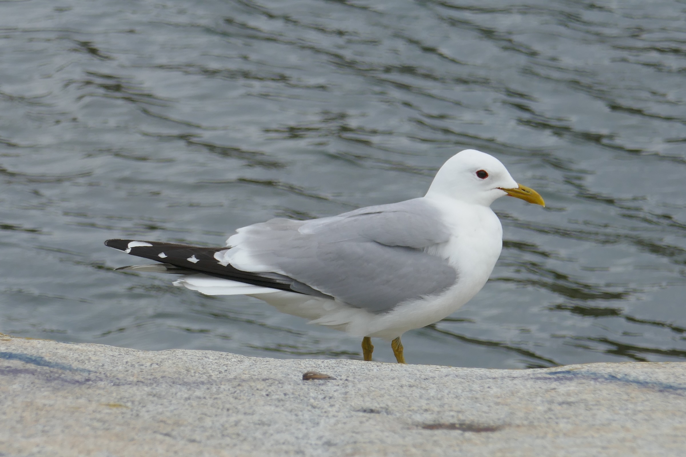 Göteborg 11